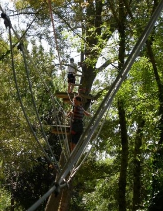  Descubriendo el mundo de los árboles 